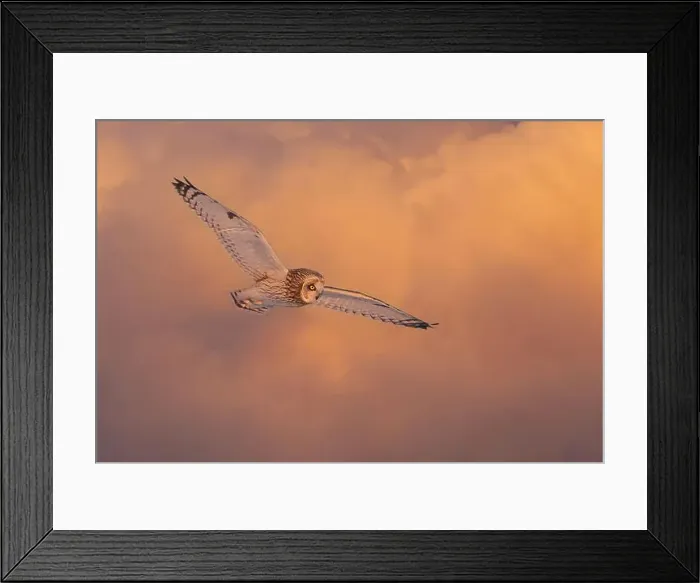 Framed Print : Short-eared owl hunting over a snow covered field in Canada at sunset Framed Print : Short-eared owl hunting over a snow covered field in Canada at sunset