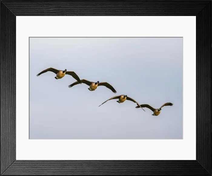 Framed Print : Canada Goose, Branta canadensis birds in flight over Marshes Framed Print : Canada Goose, Branta canadensis birds in flight over Marshes