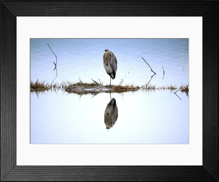 Framed Print : A closeup of a young Great Blue Heron perched at Cowichan Estuary Framed Print : A closeup of a young Great Blue Heron perched at Cowichan Estuary