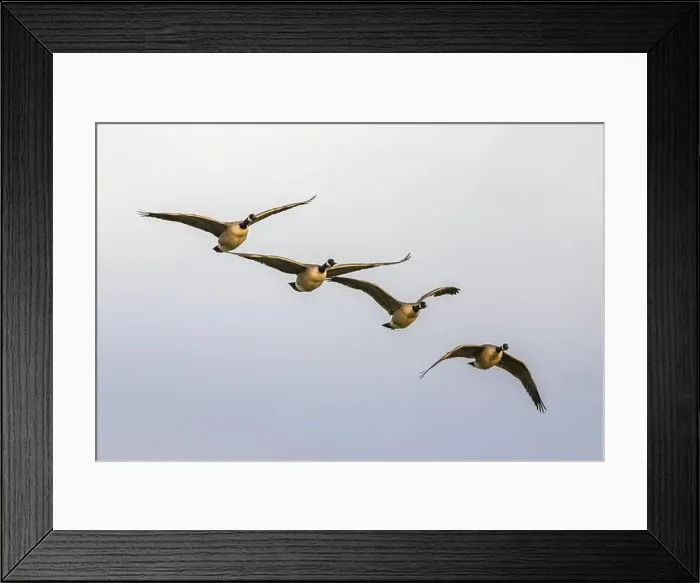 Framed Print : Canada Goose, Branta canadensis birds in flight over Marshes Framed Print : Canada Goose, Branta canadensis birds in flight over Marshes