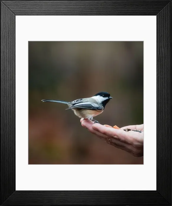 Framed Print : Close up of chickadee bird on hand holding seeds outside Framed Print : Close up of chickadee bird on hand holding seeds outside
