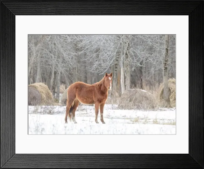 Framed Print : Brown horse walking in a meadow on Wolfe Island, Ontario, Canada Framed Print : Brown horse walking in a meadow on Wolfe Island, Ontario, Canada