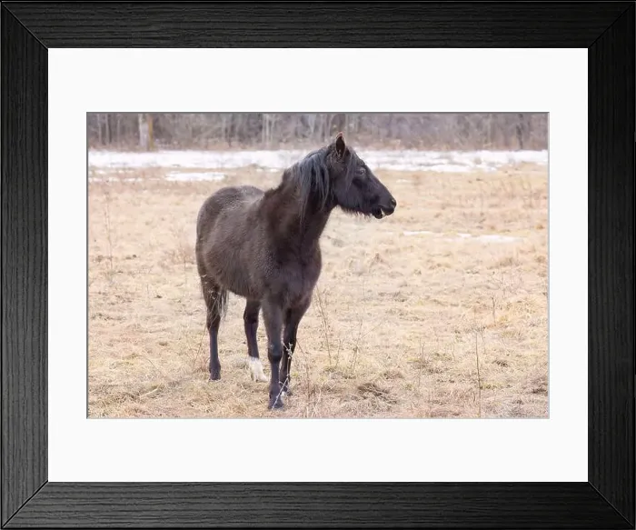 Framed Print : Black horse closeup standing in a meadow on Wolfe Island, Ontario, Canada Framed Print : Black horse closeup standing in a meadow on Wolfe Island, Ontario, Canada