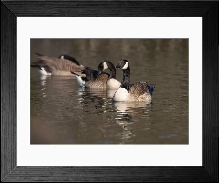 Framed Print : Group of Canada geese floating along the pond water surface while looking left keeping an alert eye out for danger Framed Print : Group of Canada geese floating along the pond water surface while looking left keeping an alert eye out for danger
