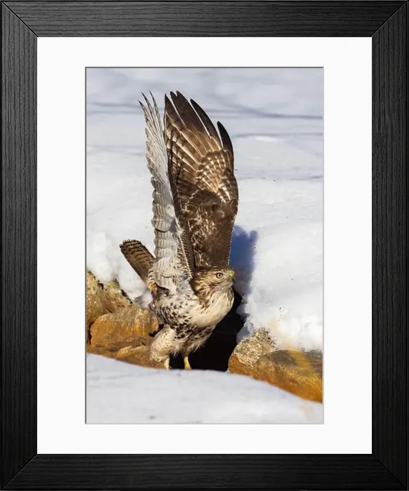Framed Print : red-tailed hawk (Buteo jamaicensis) in winter Framed Print : red-tailed hawk (Buteo jamaicensis) in winter