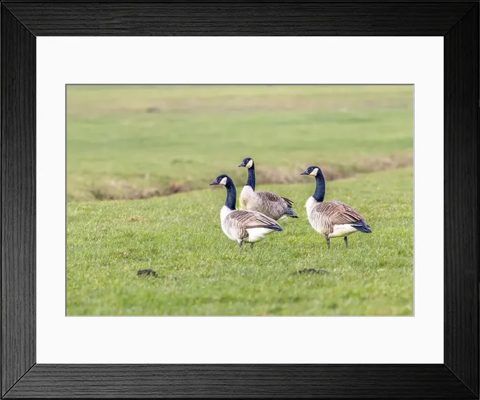 Framed Print : Three Canada goose, Branta canadensis, walks around in a splashing green grassy meadow Framed Print : Three Canada goose, Branta canadensis, walks around in a splashing green grassy meadow