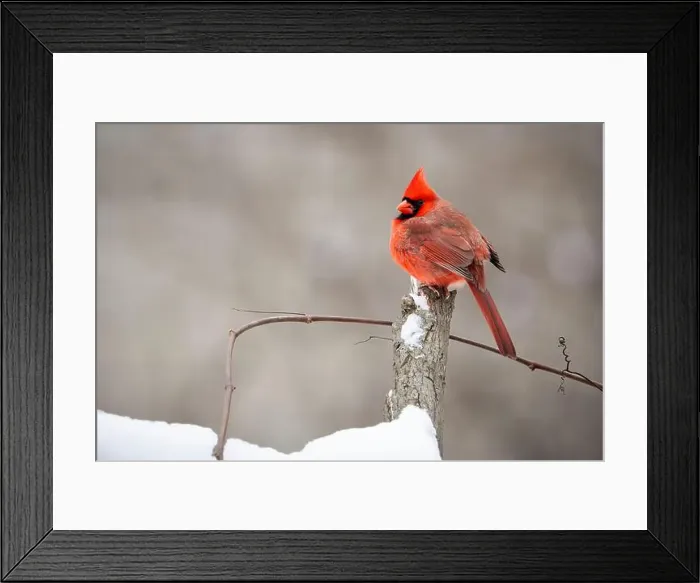 Framed Print : Northern Cardinal resting on a perch during winter Framed Print : Northern Cardinal resting on a perch during winter