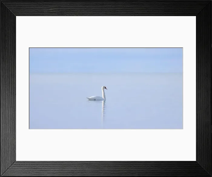 Framed Print : A lone Mute swan swimming on the calm waters of Lake Ontario, Canada on a cold winter morning Framed Print : A lone Mute swan swimming on the calm waters of Lake Ontario, Canada on a cold winter morning