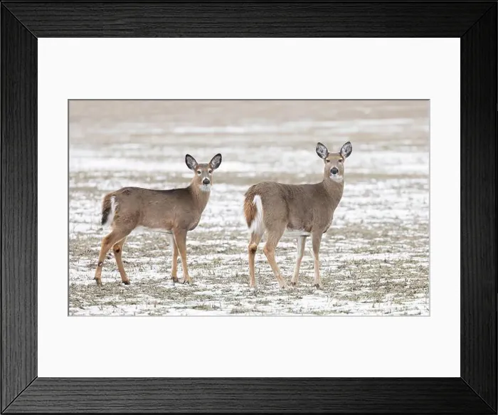 Framed Print : White-tailed deer and her fawn in a snow covered field in Canada