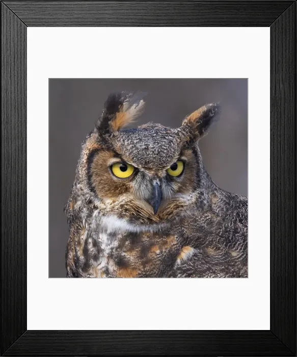Framed Print : The great horned owl (Bubo virginianus) Framed Print : The great horned owl (Bubo virginianus)
