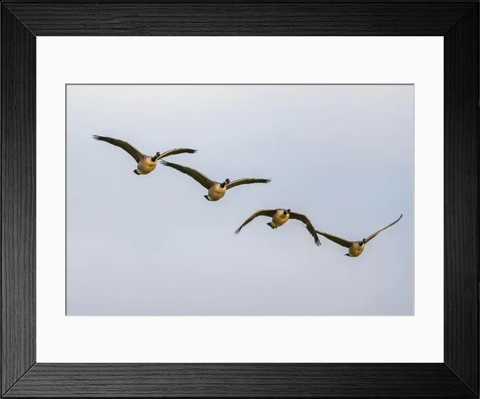 Framed Print : Canada Goose, Branta canadensis birds in flight over Marshes Framed Print : Canada Goose, Branta canadensis birds in flight over Marshes