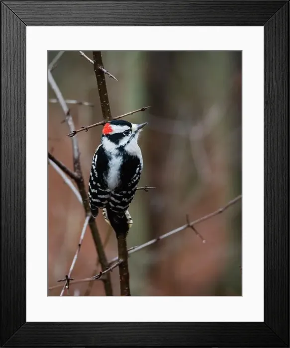 Framed Print : Close up of downy woodpecker bird perched on tree branch in the woods Framed Print : Close up of downy woodpecker bird perched on tree branch in the woods