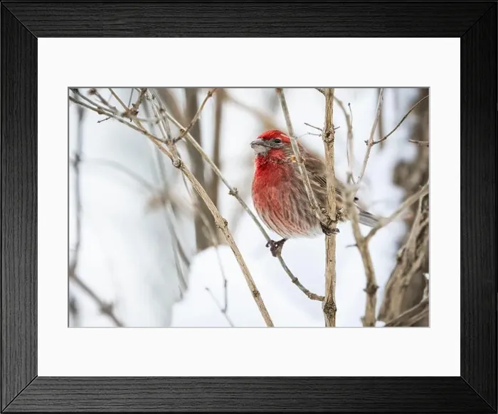 Framed Print : House finch foraging for food in the trees during a winter snowfall Framed Print : House finch foraging for food in the trees during a winter snowfall