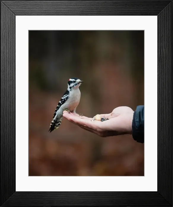 Framed Print : Cute downy woodpecker perched on hand holding seeds outside Framed Print : Cute downy woodpecker perched on hand holding seeds outside