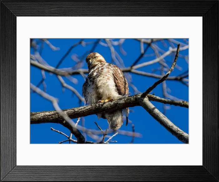 Framed Print : A Red Tailed Hawk perched in a tree in Southwestern Ontario, Canada Framed Print : A Red Tailed Hawk perched in a tree in Southwestern Ontario, Canada
