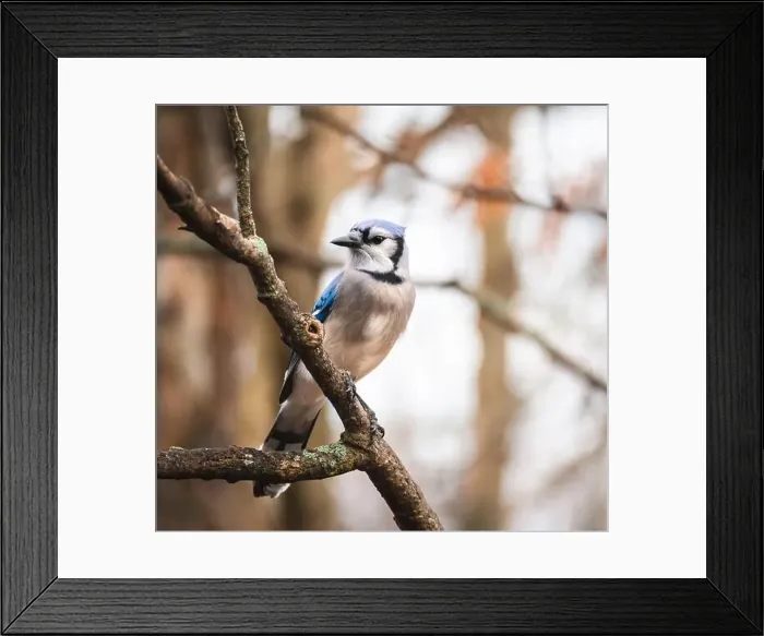 Framed Print : Close up of blue jay bird perched on a tree branch in the woods Framed Print : Close up of blue jay bird perched on a tree branch in the woods