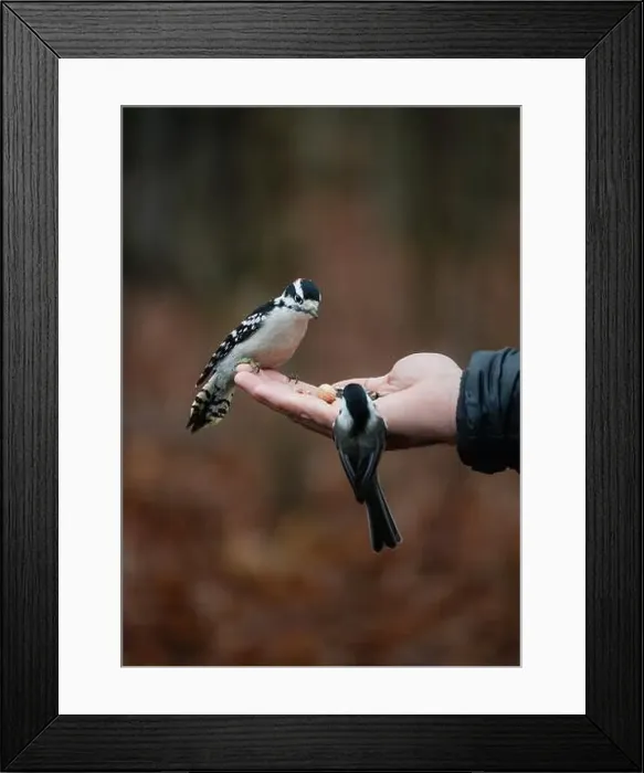 Framed Print : Woodpecker and chickadee perched on hand holding seeds outside Framed Print : Woodpecker and chickadee perched on hand holding seeds outside