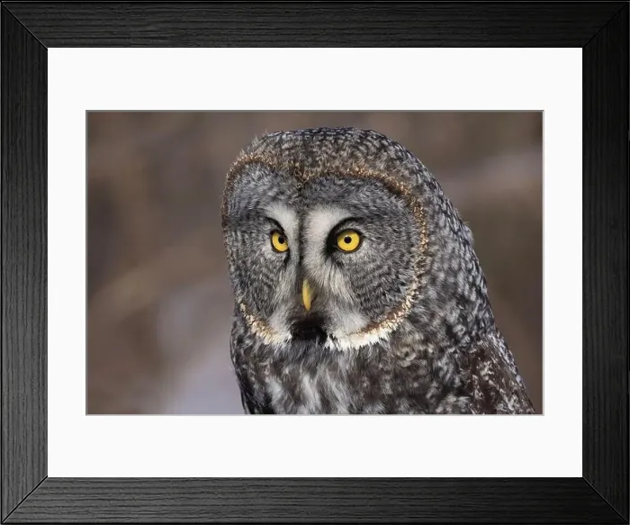 Framed Print : great grey owl (Strix nebulosa) portrait