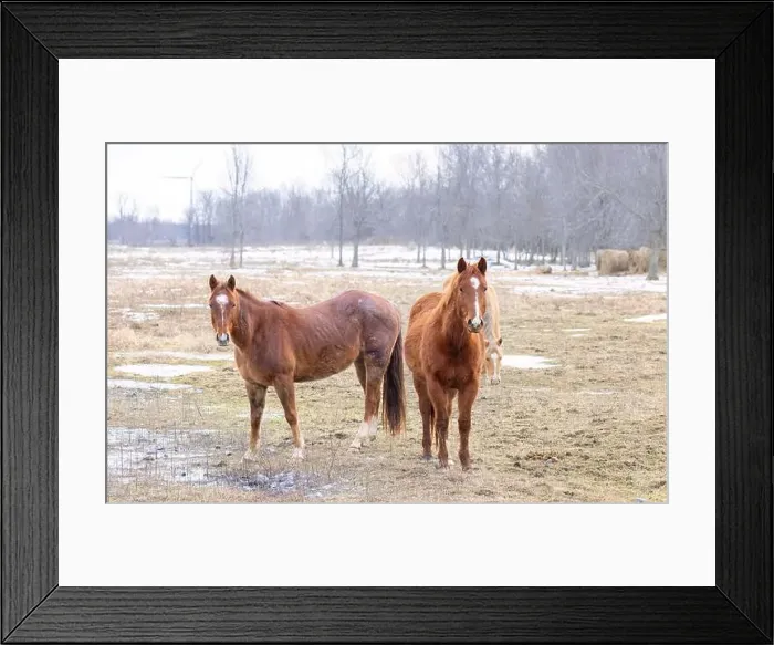 Framed Print : Two brown horses standing in a meadow on Wolfe Island, Ontario, Canada Framed Print : Two brown horses standing in a meadow on Wolfe Island, Ontario, Canada
