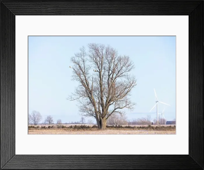 Framed Print : Short-eared owl perched in a tree hunting over a snow covered field in Canada Framed Print : Short-eared owl perched in a tree hunting over a snow covered field in Canada