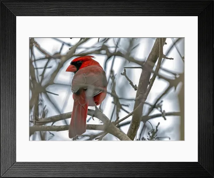 Framed Print : A male Cardinal found in Southwestern Ontario, Canada Framed Print : A male Cardinal found in Southwestern Ontario, Canada