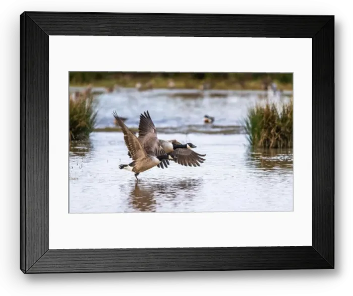 Framed Print : Canada Goose, Branta canadensis birds in flight over Marshes Framed Print : Canada Goose, Branta canadensis birds in flight over Marshes