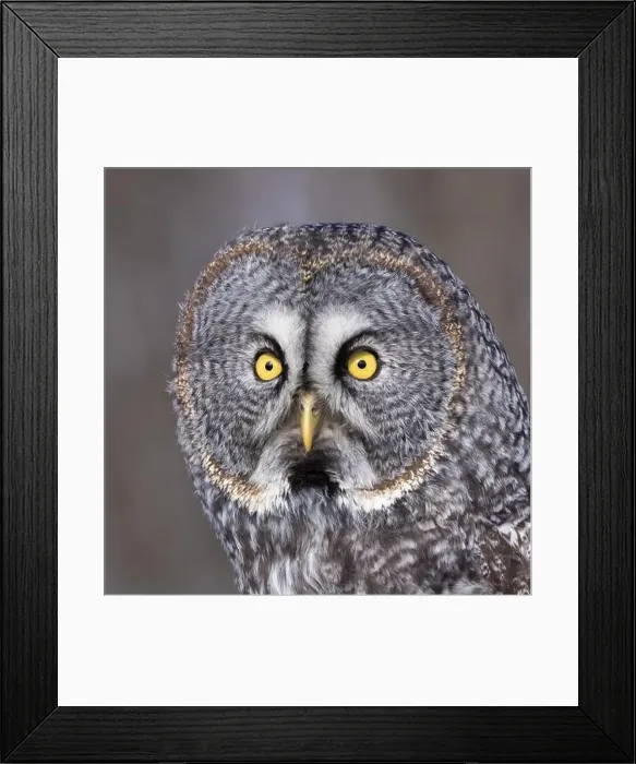 Framed Print : great grey owl (Strix nebulosa) portrait Framed Print : great grey owl (Strix nebulosa) portrait