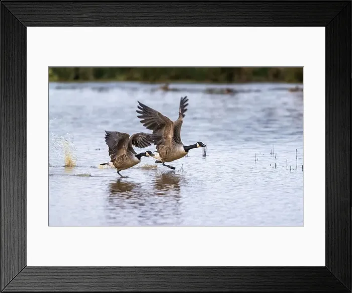 Framed Print : Canada Goose, Branta canadensis birds in flight over Marshes Framed Print : Canada Goose, Branta canadensis birds in flight over Marshes