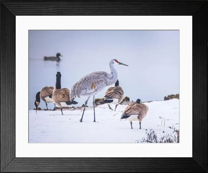 Framed Print : Sandhill Crane bird hanging out with Canada Geese on a snowy field by the lake Framed Print : Sandhill Crane bird hanging out with Canada Geese on a snowy field by the lake