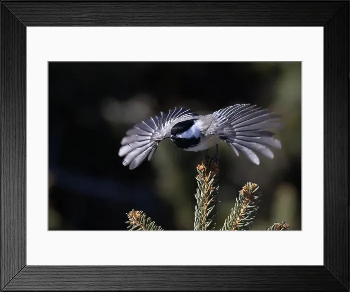 Framed Print : black-capped chickadee (Poecile atricapillus) in winter Framed Print : black-capped chickadee (Poecile atricapillus) in winter