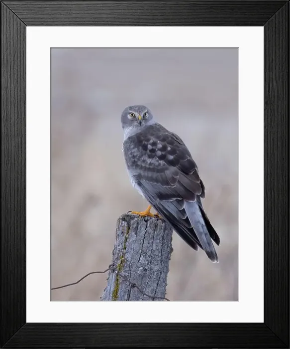 Framed Print : Northern Harrier male sitting on a post on a winter day in Canada Framed Print : Northern Harrier male sitting on a post on a winter day in Canada