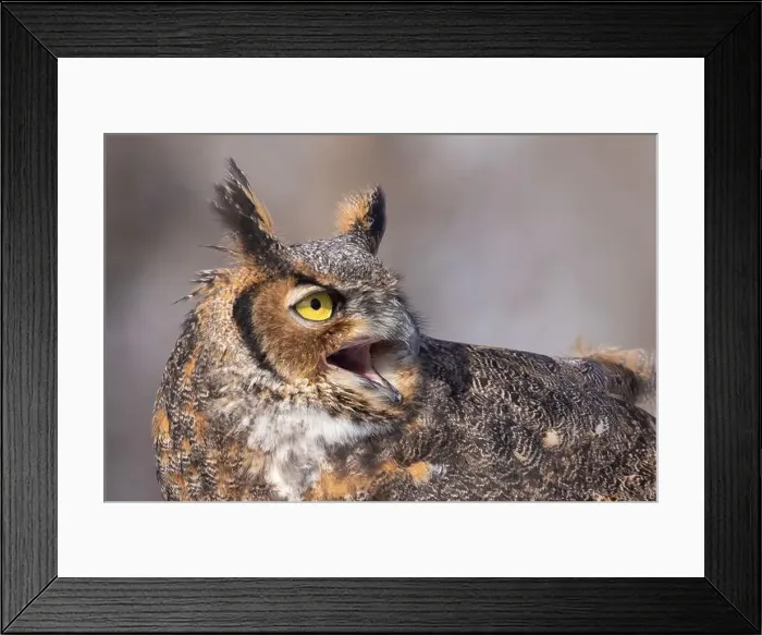 Framed Print : The great horned owl (Bubo virginianus) Framed Print : The great horned owl (Bubo virginianus)