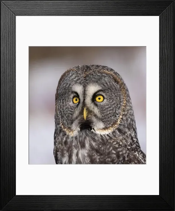Framed Print : great grey owl (Strix nebulosa) portrait Framed Print : great grey owl (Strix nebulosa) portrait
