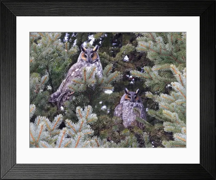 Framed Print : Long-eared owls in a fir tree surrounded by branches in the forest, Quebec, Canada Framed Print : Long-eared owls in a fir tree surrounded by branches in the forest, Quebec, Canada