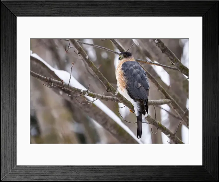 Framed Print : Cooper's hawk resting on a perch during winter Framed Print : Cooper's hawk resting on a perch during winter
