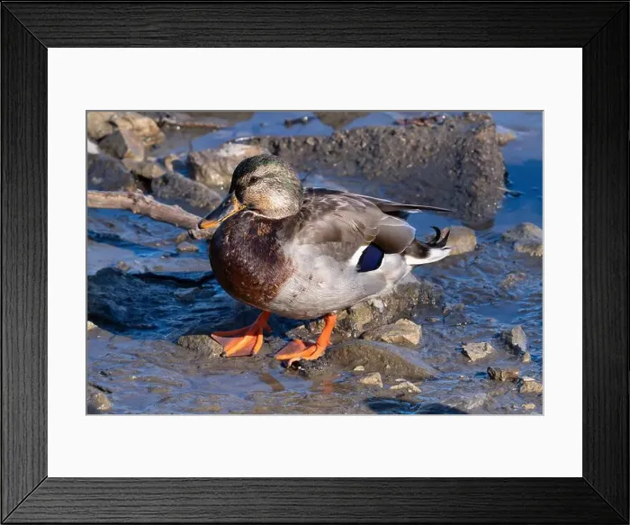 Framed Print : An intersex mallard—a female displaying male characteristics likely due to reduced testosterone from old age—at Humber Framed Print : An intersex mallard—a female displaying male characteristics likely due to reduced testosterone from old age—at Humber