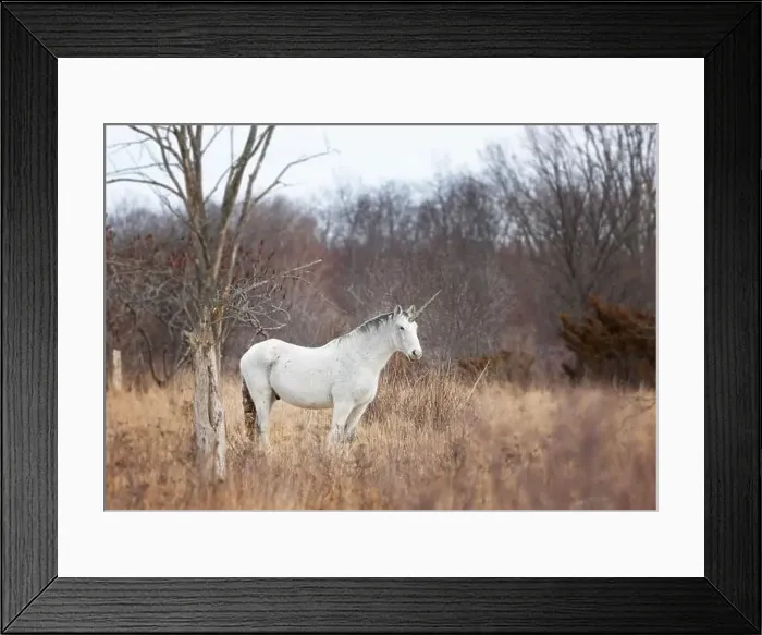 Framed Print : The mythical unicorn standing in a grassy winter field in Canada Framed Print : The mythical unicorn standing in a grassy winter field in Canada