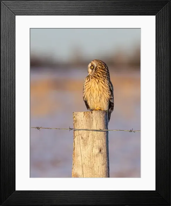 Framed Print : Short-eared owl perched on a fence post hunting over a snow covered field in Canada Framed Print : Short-eared owl perched on a fence post hunting over a snow covered field in Canada