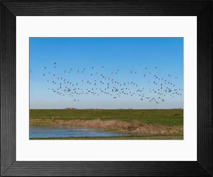 Framed Print : Large flock or group of Canadian Geese flying over the flooded Framed Print : Large flock or group of Canadian Geese flying over the flooded
