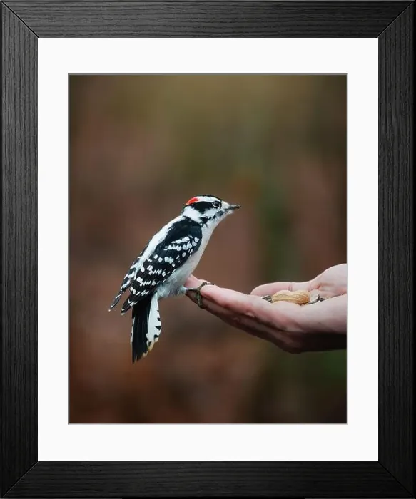 Framed Print : Downy woodpecker perched on hand holding seeds outside Framed Print : Downy woodpecker perched on hand holding seeds outside