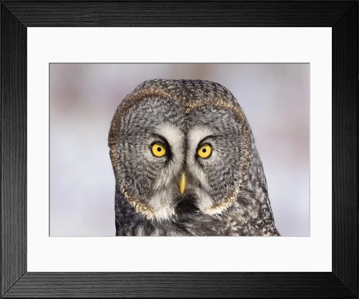 Framed Print : great grey owl (Strix nebulosa) portrait Framed Print : great grey owl (Strix nebulosa) portrait