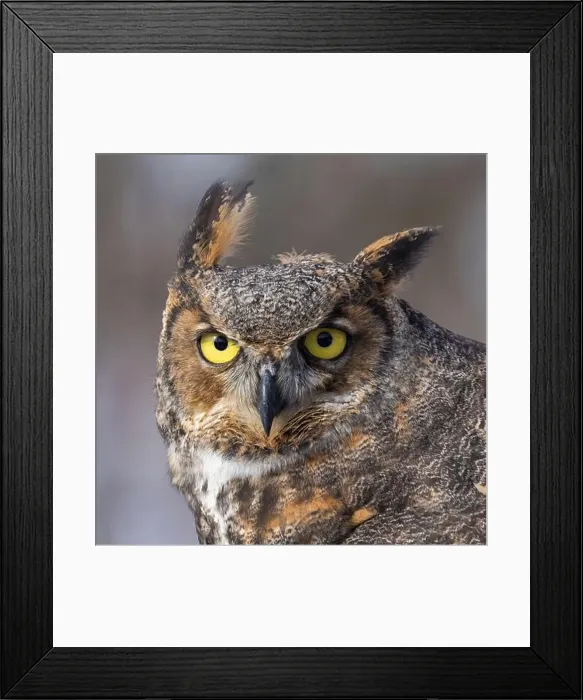 Framed Print : The great horned owl (Bubo virginianus) Framed Print : The great horned owl (Bubo virginianus)