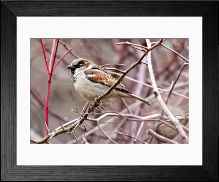 Framed Print : Close up of an English or House Sparrow spotted in Southwestern Ontario, Canada Framed Print : Close up of an English or House Sparrow spotted in Southwestern Ontario, Canada