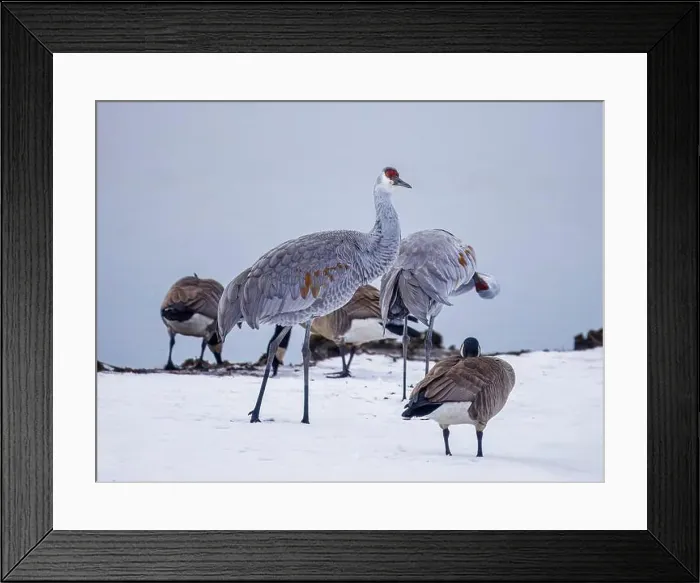 Framed Print : Sandhill Crane birds hanging out with a flock of Canada Goose on a snowy field by the lake Framed Print : Sandhill Crane birds hanging out with a flock of Canada Goose on a snowy field by the lake