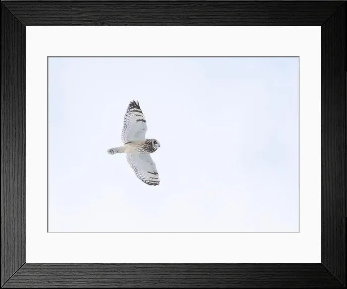 Framed Print : Short-eared owl hunting over a snow covered field in Canada at sunset Framed Print : Short-eared owl hunting over a snow covered field in Canada at sunset
