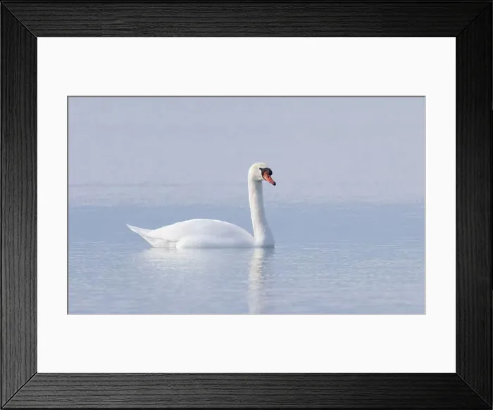 Framed Print : A lone Mute swan swimming on the calm waters of Lake Ontario, Canada on a cold winter morning Framed Print : A lone Mute swan swimming on the calm waters of Lake Ontario, Canada on a cold winter morning