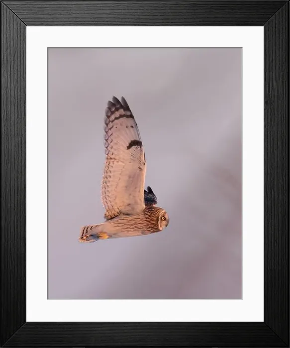 Framed Print : Short-eared owl hunting over a snow covered field in Canada at sunset Framed Print : Short-eared owl hunting over a snow covered field in Canada at sunset