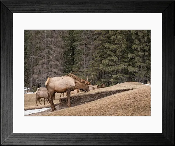 Framed Print : Elk (Cervus canadensis) grazing on grass at a golf course sand trap in Banff National Park, Canada Framed Print : Elk (Cervus canadensis) grazing on grass at a golf course sand trap in Banff National Park, Canada