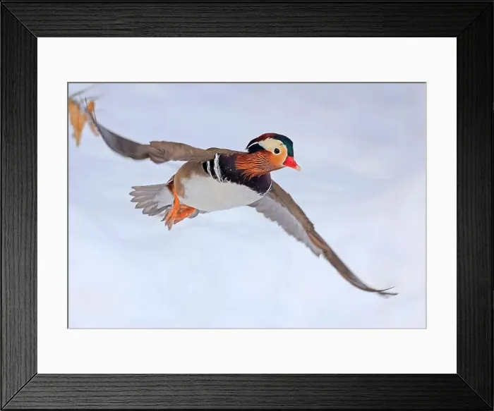 Framed Print : Mandarin duck flying in winter, Quebec, Canada