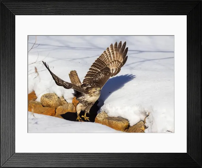 Framed Print : red-tailed hawk (Buteo jamaicensis) in winter Framed Print : red-tailed hawk (Buteo jamaicensis) in winter